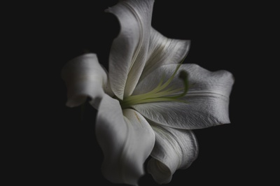 纹理的图片-百合花瓣特写