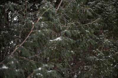 木材的图片-雪花把树林里松树的针叶撒上了灰尘