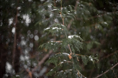 雪的图片-雪花落在树林里的冷杉树上