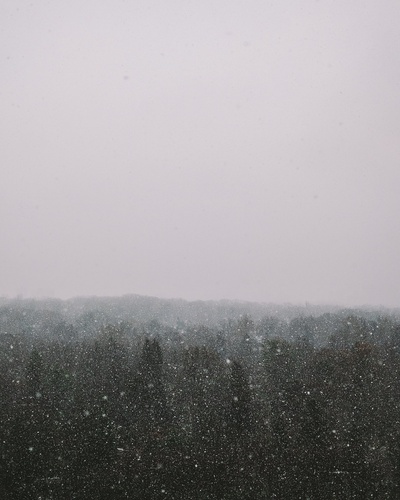 雪的图片-雪落在树顶上