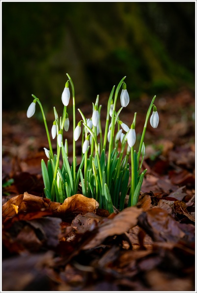 自然的图片