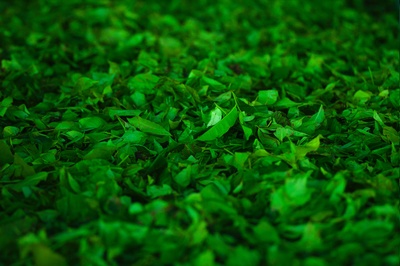 沁泰的图片-绿叶植物地