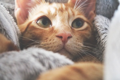舒适的床的图片-橙色小猫