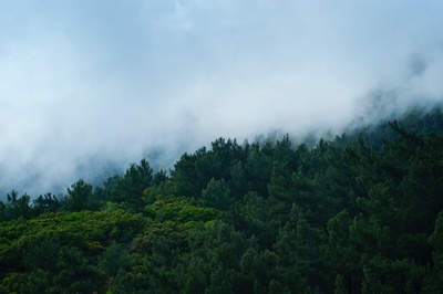 穆迪森林的图片-雾中树木的景色