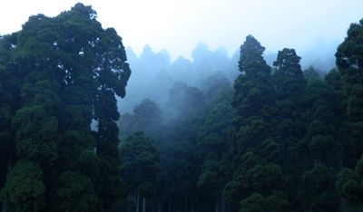 穆迪森林的图片-森林摄影