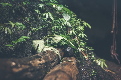 走进树林的图片-绿色植物照片