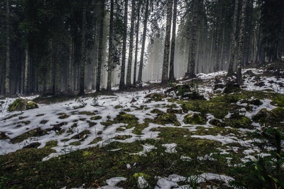 走进树林的图片-积雪草地
