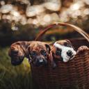 可爱动物(Cute Animals)