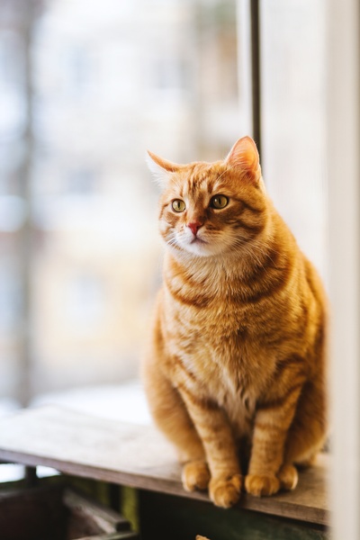 可爱动物的图片-橙色斑纹猫的选择性聚焦摄影