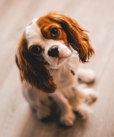 可爱动物的图片-一只骑兵国王查尔斯猎犬的浅焦摄影