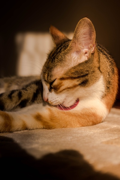 可爱动物的图片-斑猫的微光摄影