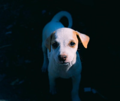可爱动物的图片-白色和棕色的美国斗牛犬