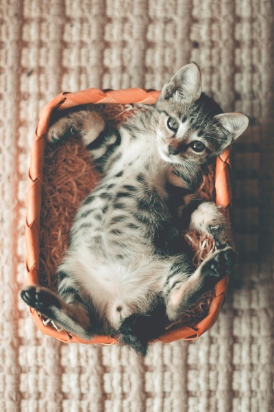 可爱动物的图片-躺在橙色篮子上的斑猫照片