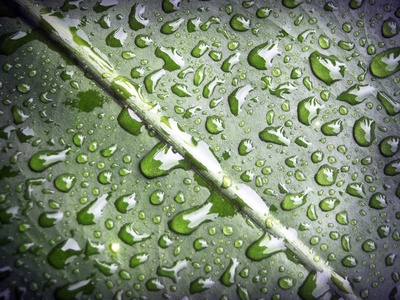 网站保持和登录页面的图片-微距摄影中绿叶上的露水
