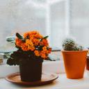 植物采集(The Plant Collection)