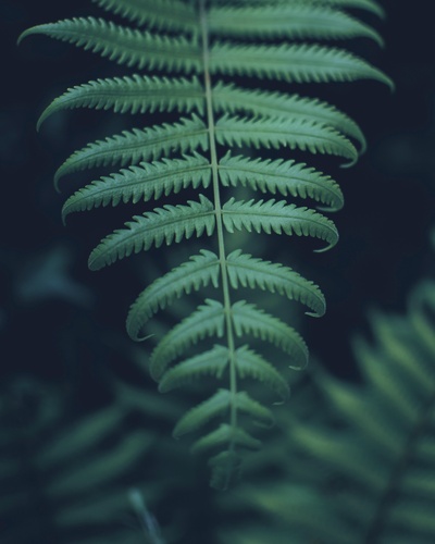 植物采集的图片-绿叶