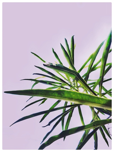 植物采集的图片-近墙的线状绿叶植物