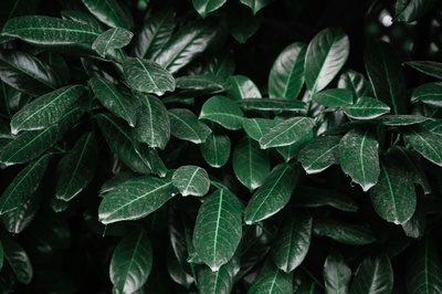 植物采集的图片-树叶的特写照片