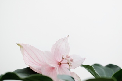 植物采集的图片-粉红色花瓣的花