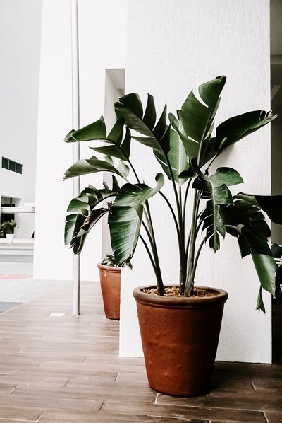 植物采集的图片-绿色室内植物