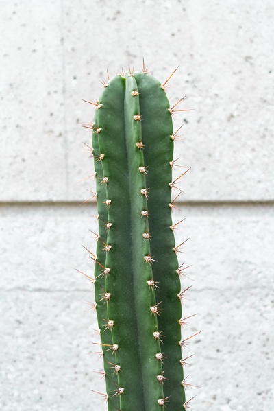 植物采集的图片-绿色仙人掌植物