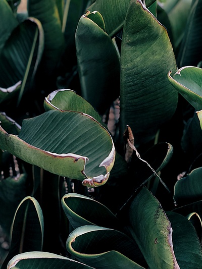 植物采集的图片-绿叶