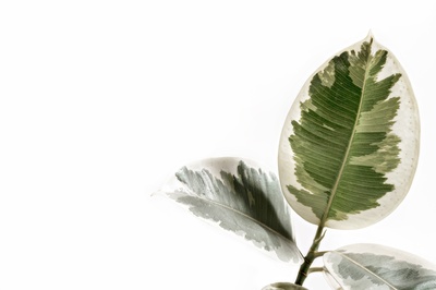 植物采集的图片-绿叶