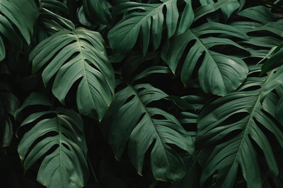 植物采集的图片-树叶的特写照片