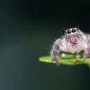 宏(Macro)