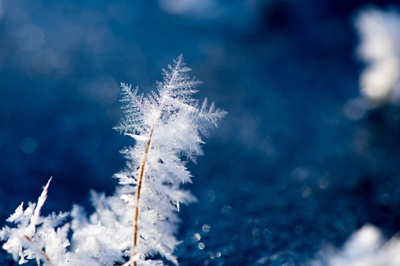 宏的图片-雪花宏观摄影