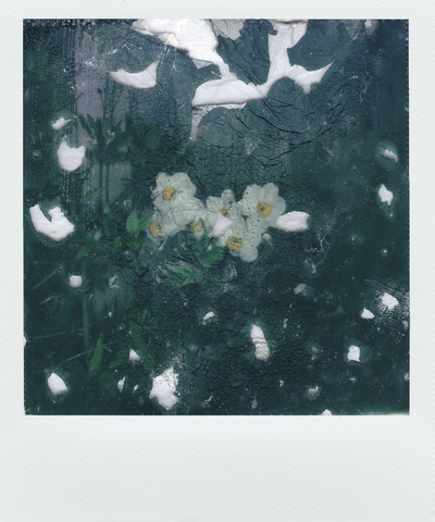宝丽来照片的图片-白花瓣画