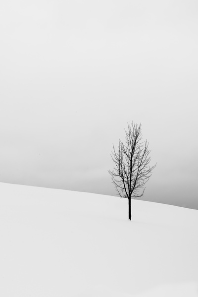 概念的的图片-白雪覆盖的中野裸树