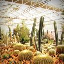 仙人掌(Cacti)
