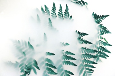 创造性的联系的图片-白烟绿叶植物