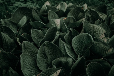 暗调的图片-黑色植物图片