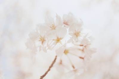 淡色调的图片-白花特写摄影
