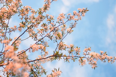 淡色调的图片-开花树