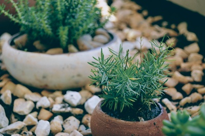 绿手指的图片-盆栽绿叶植物