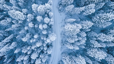 雪在下落的图片-树木航空摄影