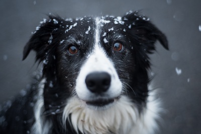 雪在下落的图片-成年黑白边境牧羊犬的选择性聚焦摄影