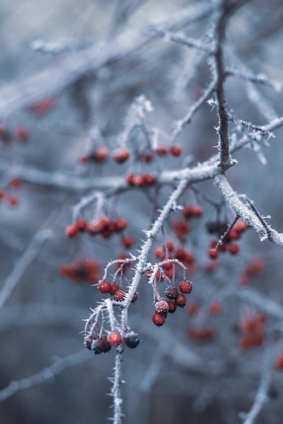 雪在下落的图片-树枝上红樱桃的选择性聚焦摄影