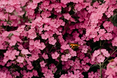 粉红的图片-粉红花卉特写摄影