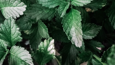妒忌绿的图片-浅照绿叶植物
