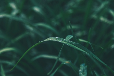 妒忌绿的图片-绿叶浅焦