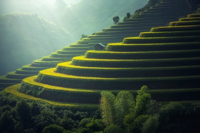妒忌绿的图片-稻田风光