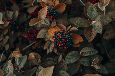 季节-秋天的图片-浆果特写照片