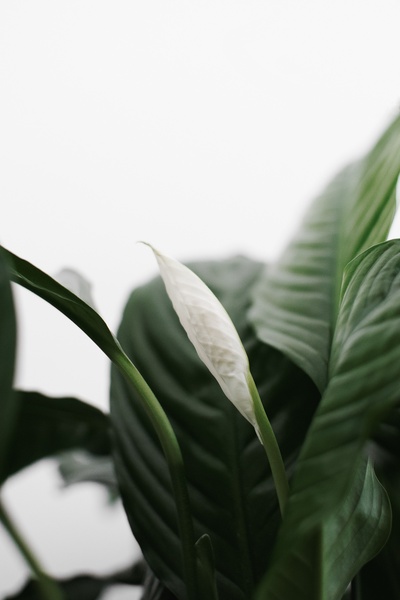 白色简约的图片-植物照片