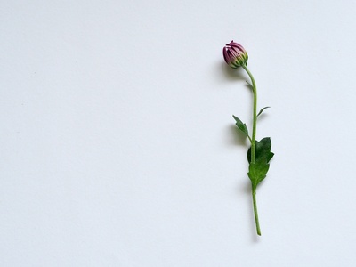 白色简约的图片-白面紫瓣花