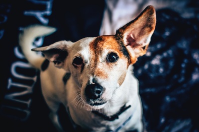 男人最好的朋友的图片-白棕色短外套中号犬