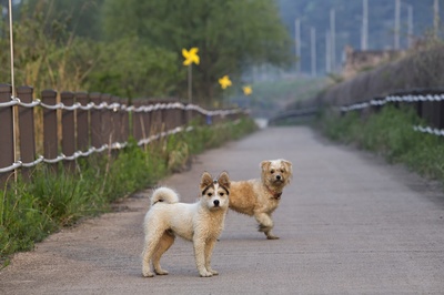 男人最好的朋友的图片-黑白西伯利亚哈士奇犬